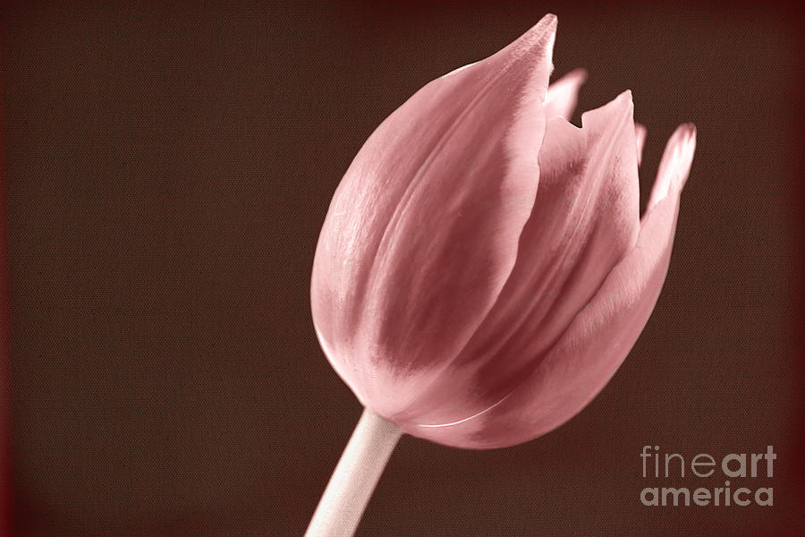 Textured Sepia Tulip by Eden Baed Textured Sepia Tulip by Eden Baed