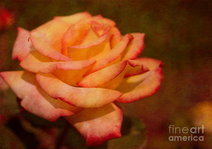 Textured Star Rose Photograph by Arlene Carmel