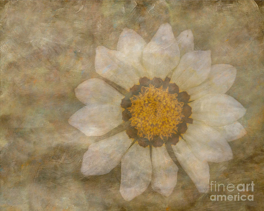 Textured Summer Flower Photograph by Arlene Carmel