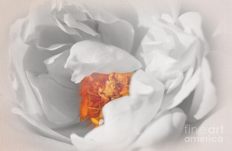 Textured Summer Rose by Eden Baed Textured Summer Rose by Eden Baed
