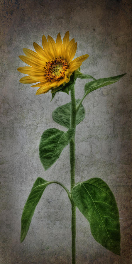 Textured Sunflower 2 Photograph by Lori Deiter | Fine Art America