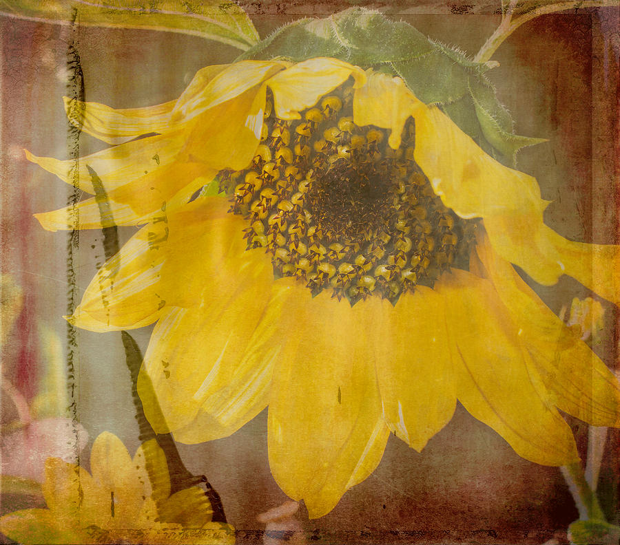 Textured Sunflower Photograph by Arlene Carmel