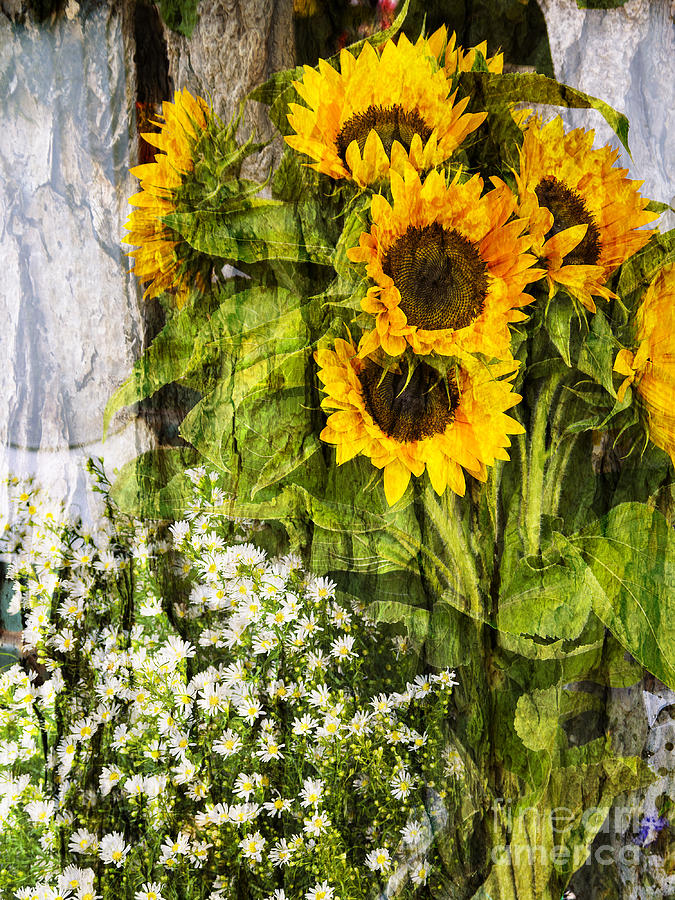 Textured Sunflowers Photograph by Brenda Kean