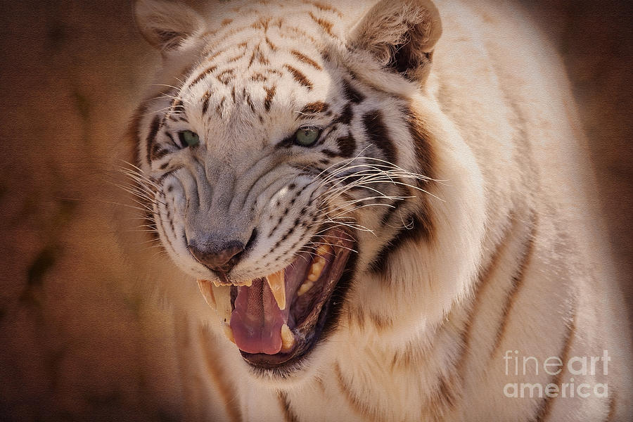 Textured Tiger Photograph by Janice Pariza