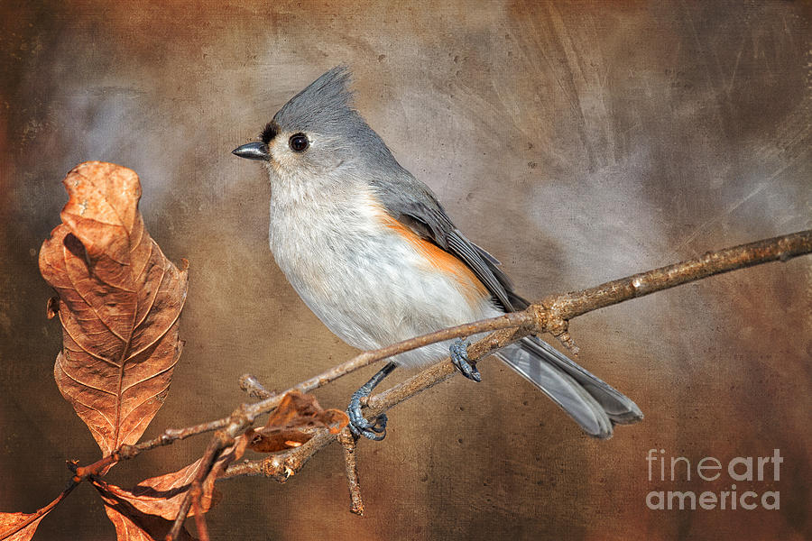 Nature Photograph - Textured Titmouse by Todd Bielby