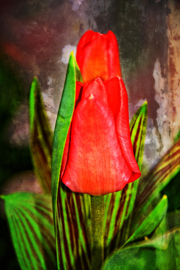 Spring Photograph - Textured Twin Tulips by Mike Martin