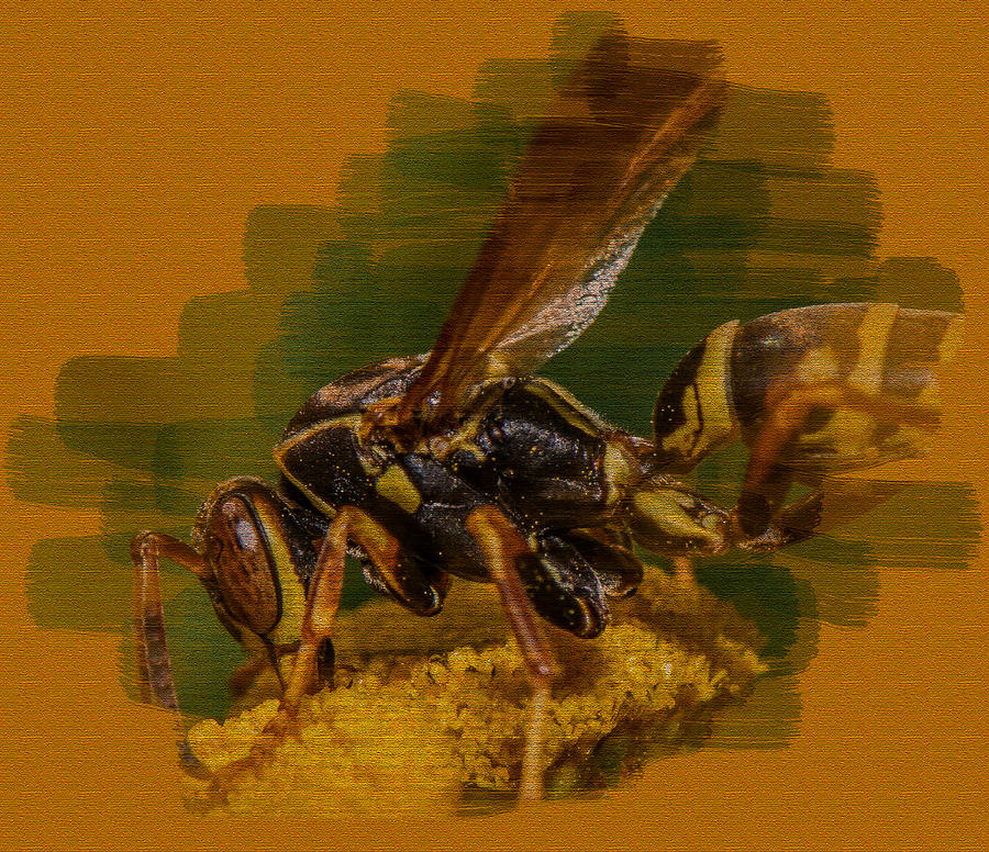 Textured Wasp Photograph by Paul Freidlund