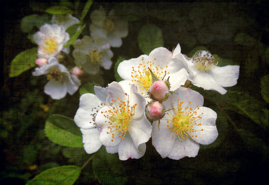 Textured Wild Rose Photograph by Pete Trenholm