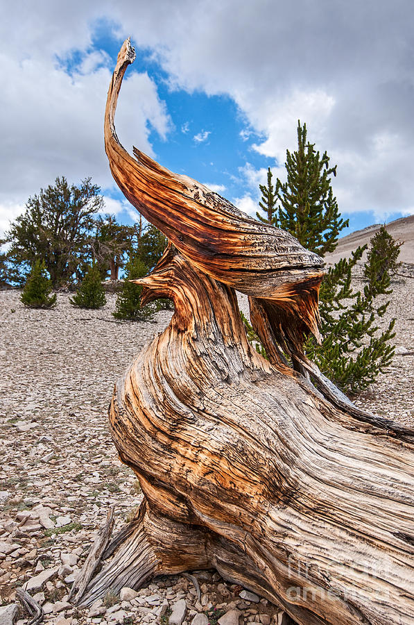 Nature Photograph - Textured wood - View of the Ancient Bristlecone Pine Forest. by Jamie Pham