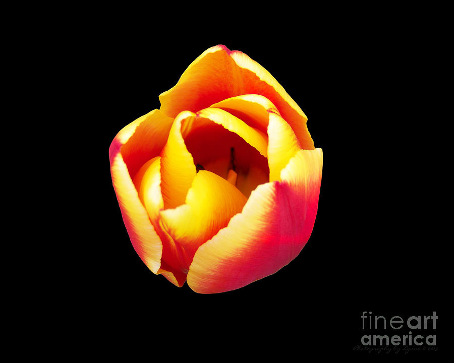 Textured Yellow And Pink Tulip Photograph