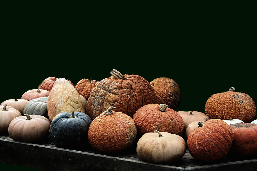 Textures Of A Fall Squash Harvest Photograph by Constantine Gregory