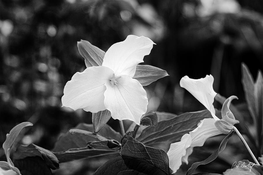 Flower Photograph - Textures of a Trillium by Phill Doherty