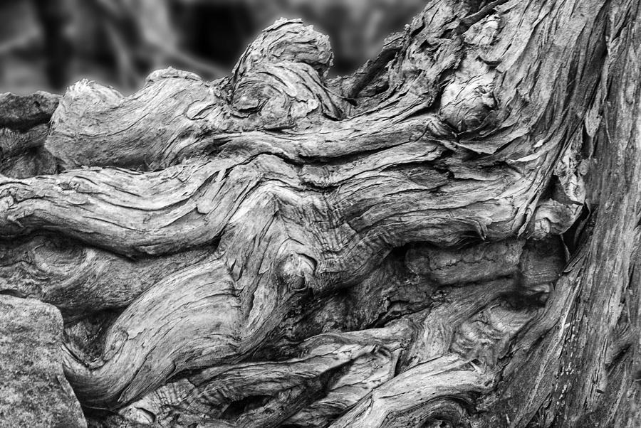 Bend Photograph - Textures of Nature Black and White by Jack Zulli