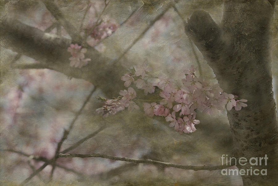 Textures Of Spring Photograph