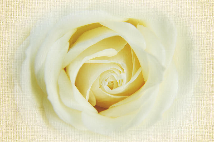 Textured White Avalanche Rosd by Eden Baed Textured White Avalanche Rosd by Eden Baed