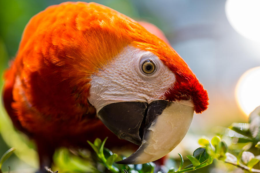 TGIF Scarlet macaw Photograph by Eti Reid