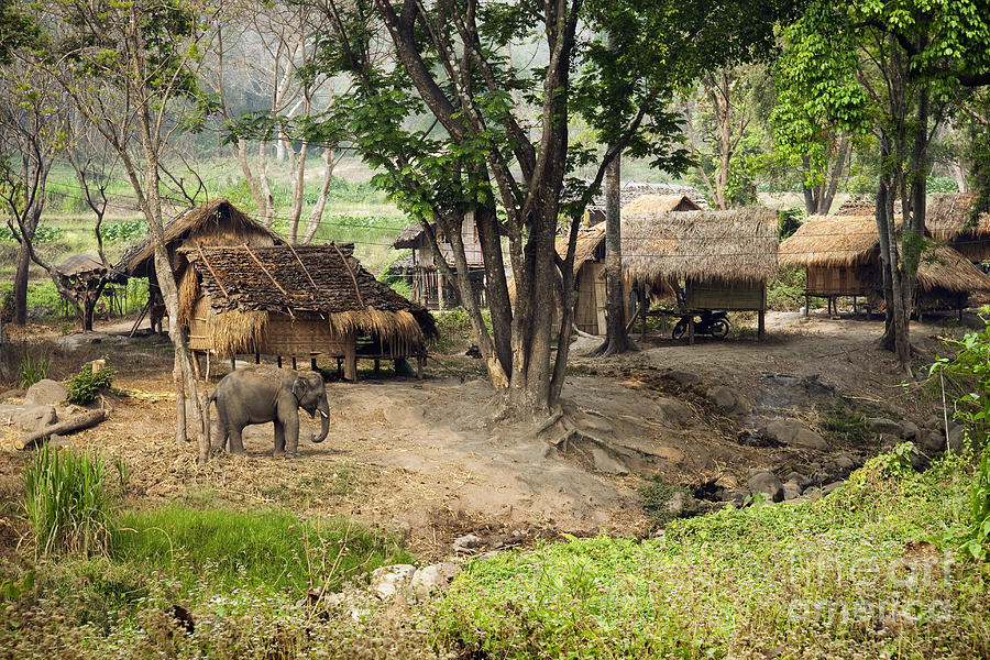 Thailand, Chiang Mai Province, Patara Elephant Farm. Photograph by Greg Vaughn