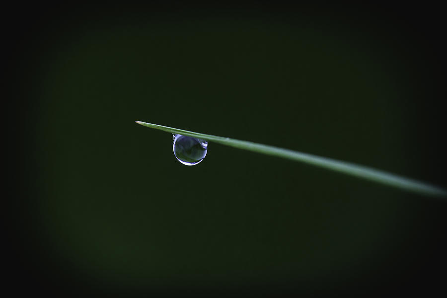 Thailand Dew Drop Photograph by David Longstreath