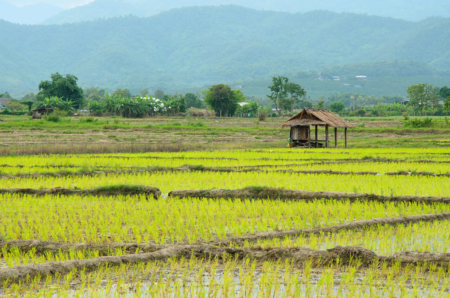 Thailand rice farm Photograph by Kedsirin Jaidee - Pixels