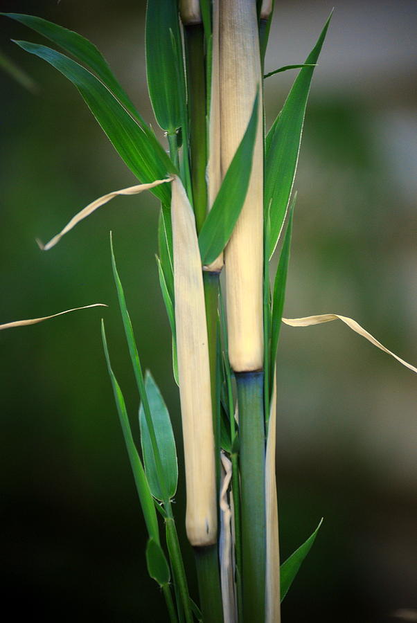 Thamnocalamus tessellatus Bamboo Photograph by Nathan Abbott