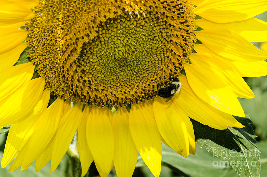 Thank God For Sunflowers Photograph by Paul Mashburn
