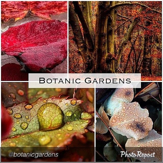 Thank You @botanicgardens For Selecting Photograph by Cici Corley-Washington