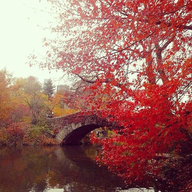 Thanksgiving Photograph - Central Park in fall by Picture This Photography