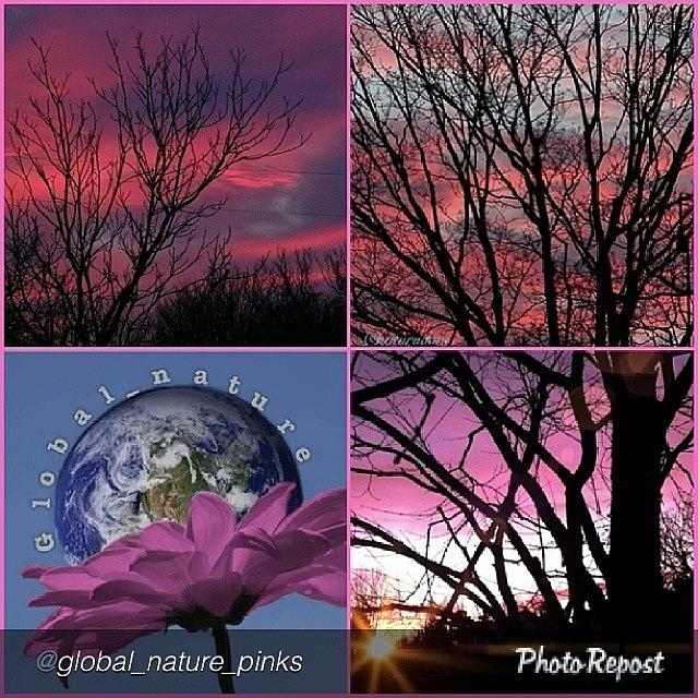 Thank You @global_nature_pinks For Photograph by Cici Corley-Washington