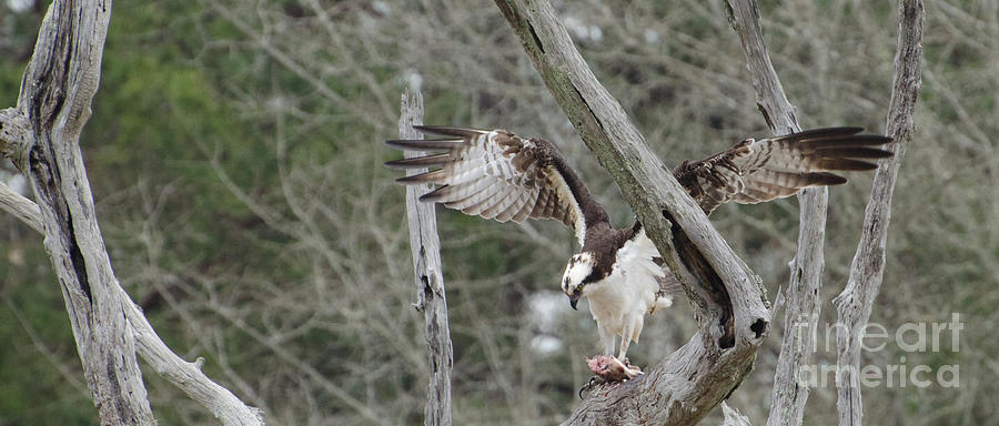 Thank You Lord For This Food, Osprey Photograph by Donna Brown