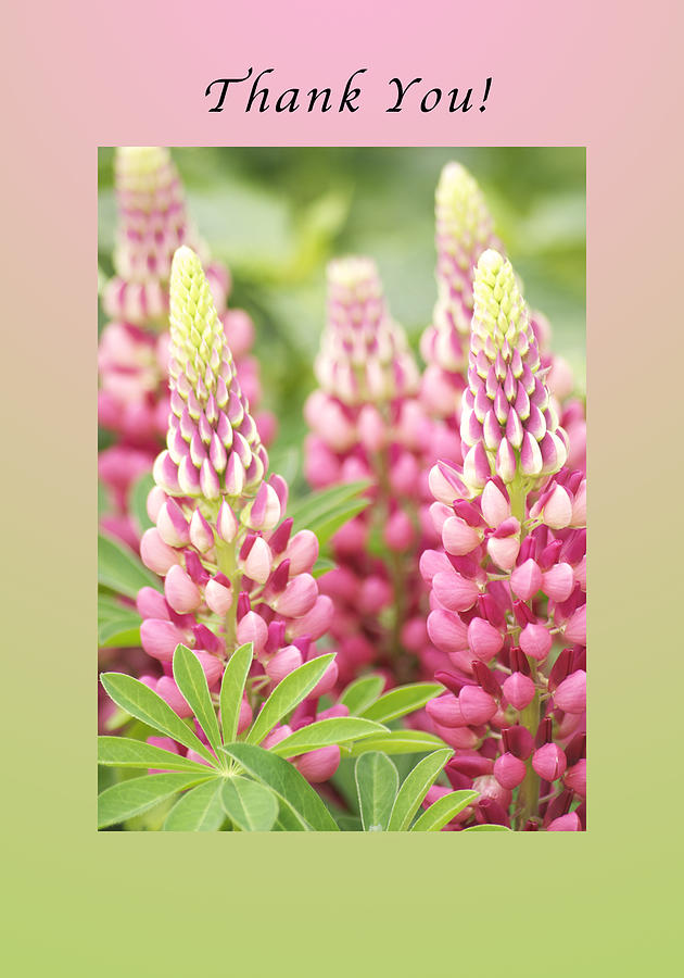 Thank You Lupine Pastels Photograph by Michael Peychich