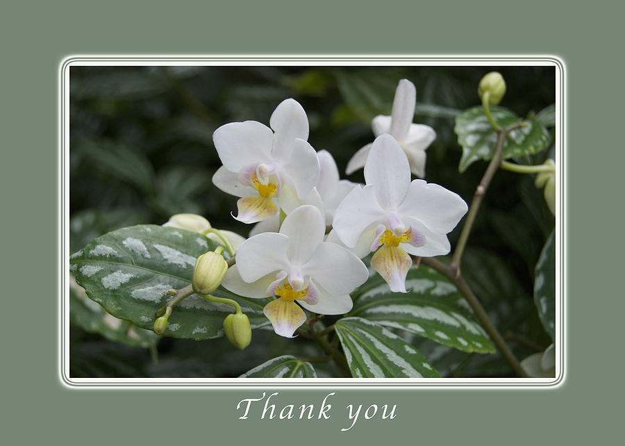 Thank You White Orchids Photograph by Michael Peychich
