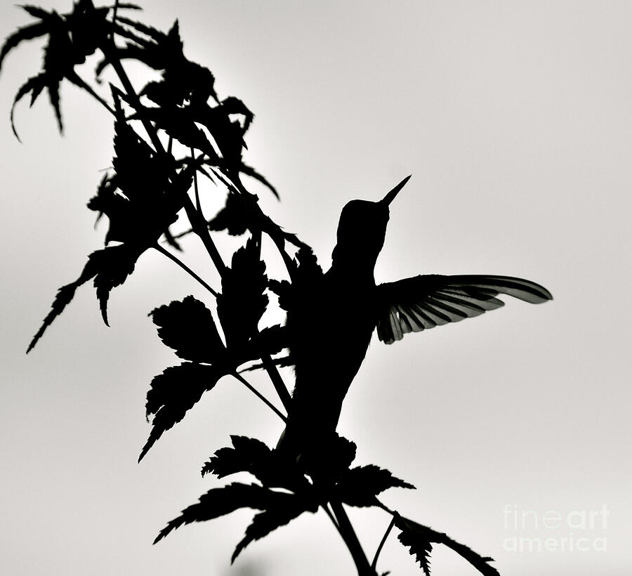 Hummingbird Mixed Media - Thank you....Thank you by Debby Pueschel