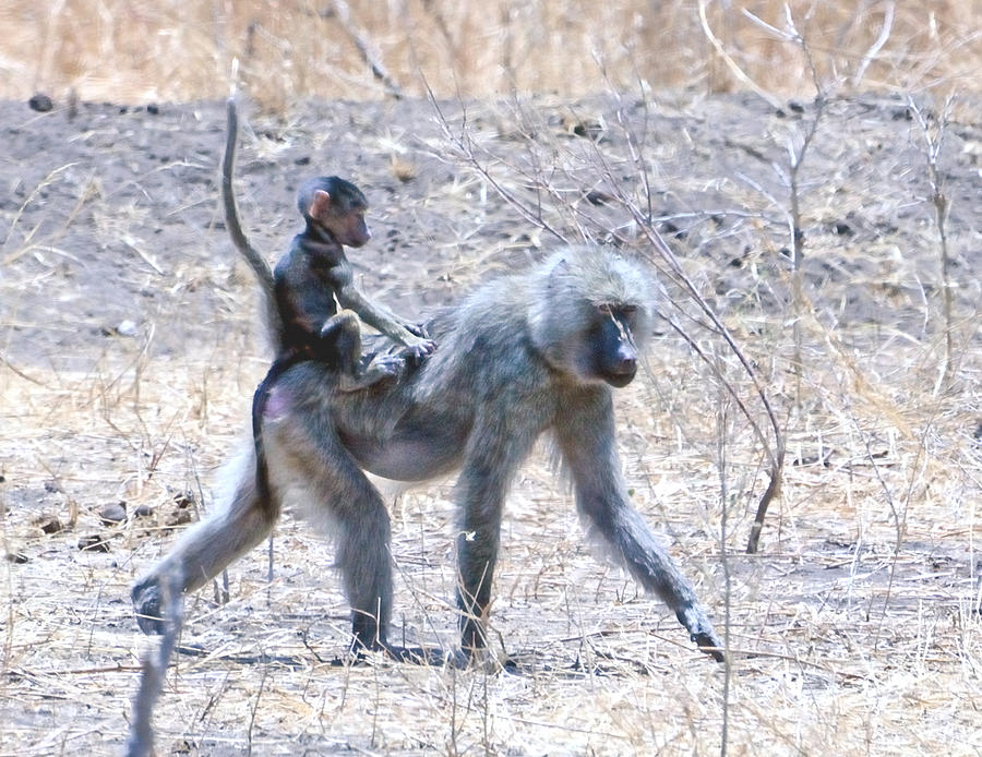Thanks For the Ride Olive Baboon Photograph by Tom Wurl