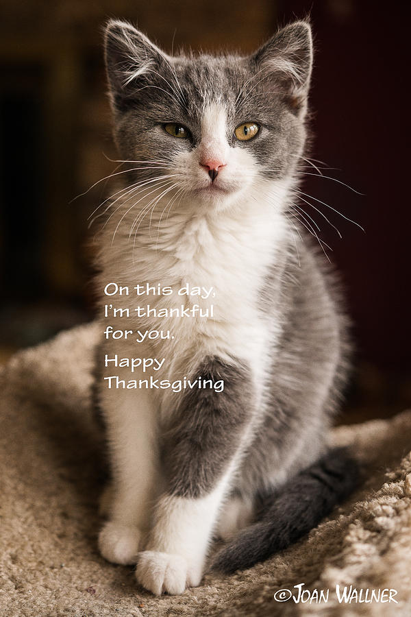 Thanksgiving Kitty Photograph by Joan Wallner