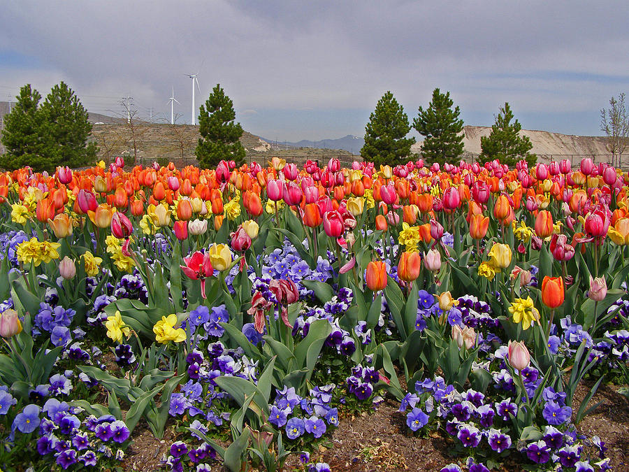 Thanksgiving Point Tulip Festival Photograph by Tikvahs Hope