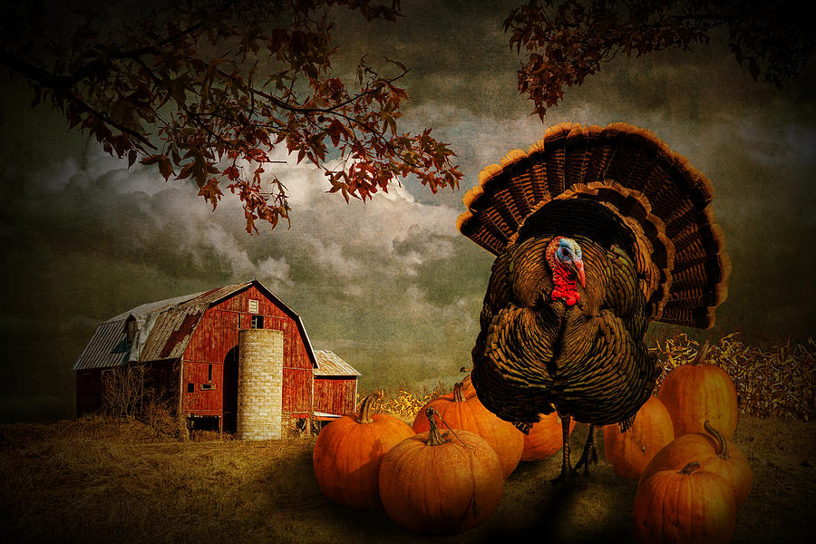 Thanksgiving Turkey Among Pumkins Photograph