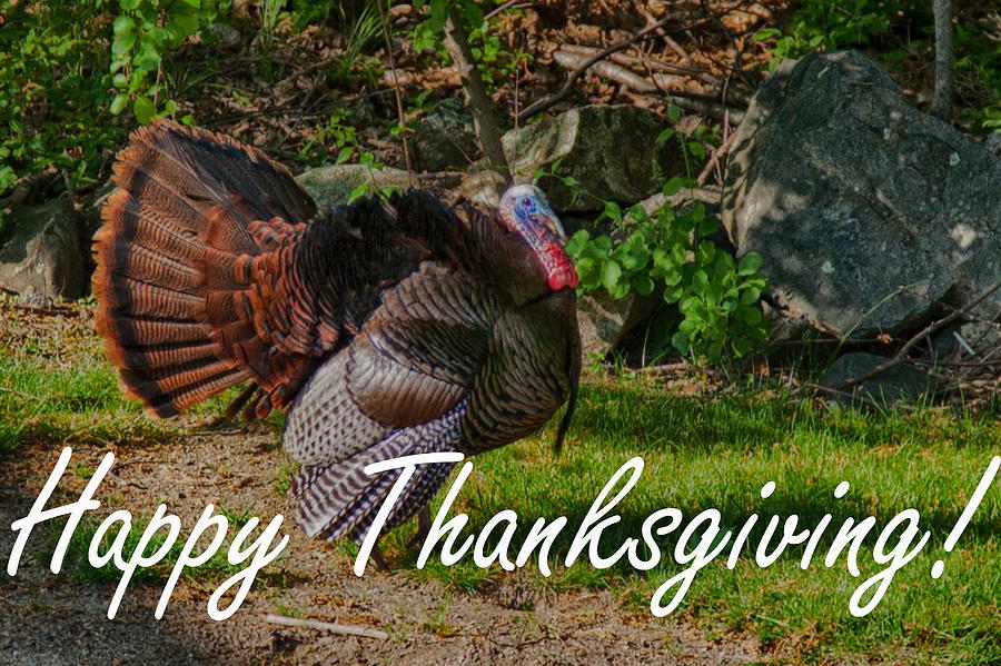 Thanksgiving Turkey Photograph by Jeff Folger