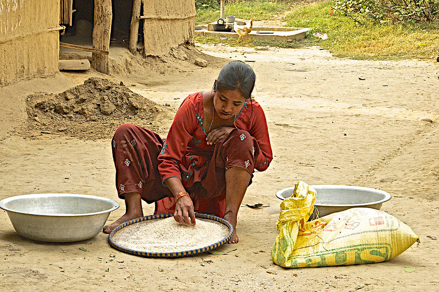 Tharu Woman Sorting Rice In Tharu Village Nepal Photograph By Ruth Hager Fine Art America