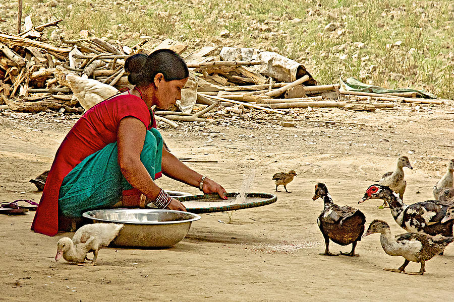 Tharu Woman Winnowing Rice While Ducks Observe In Tharu Village Nepal Photograph By Ruth Hager