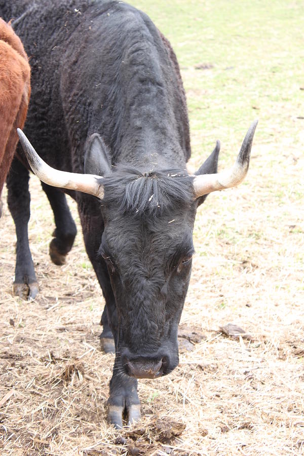 Farm Photograph - That aint no bull by Jennifer E Doll