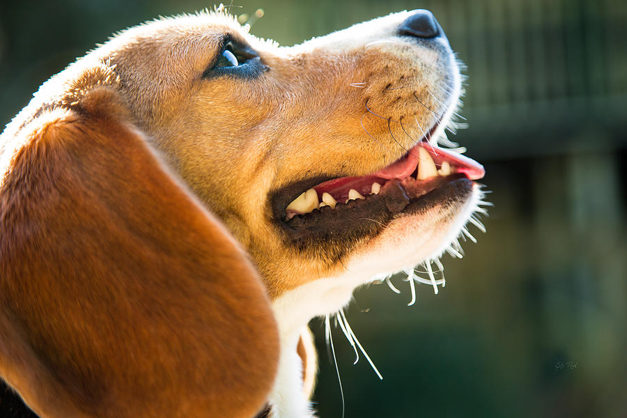 That beagle Photograph by Eti Reid