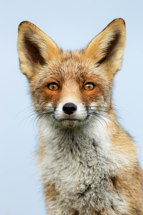 Nature Photograph - That Foxy Face by Roeselien Raimond
