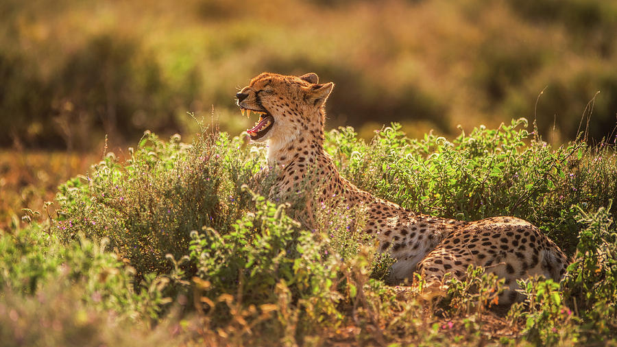 Wildlife Photograph - That Joke by Mohammed Alnaser