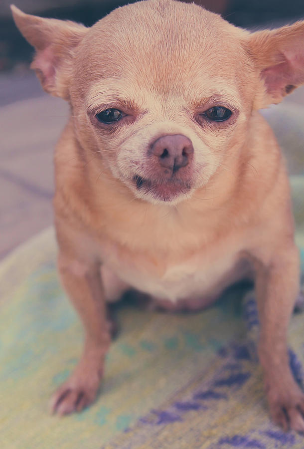 Chihuahua Photograph - That Little Face by Laurie Search