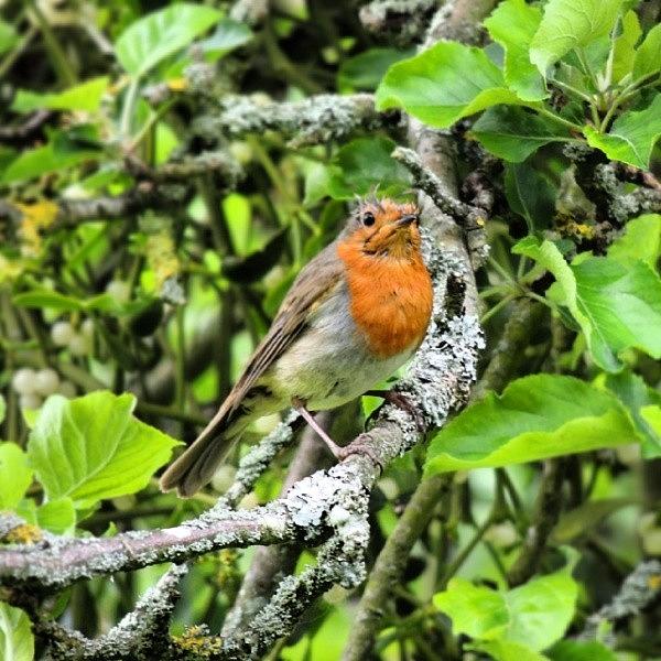 Nature Photograph - That Pesky Robin Is Stalking Me Again! by Karie-ann Cooper