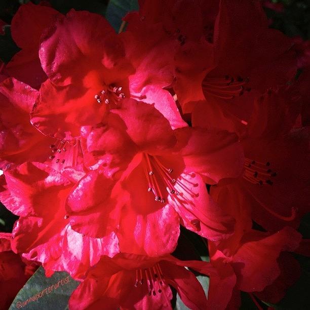 Flower Photograph - That Red Red Glow - Red Rhododendron by Anna Porter