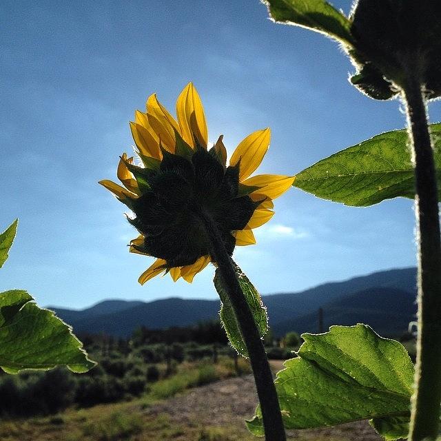 Summer Photograph - That Sunflower Tho #flowerpictures by Caleb Kast