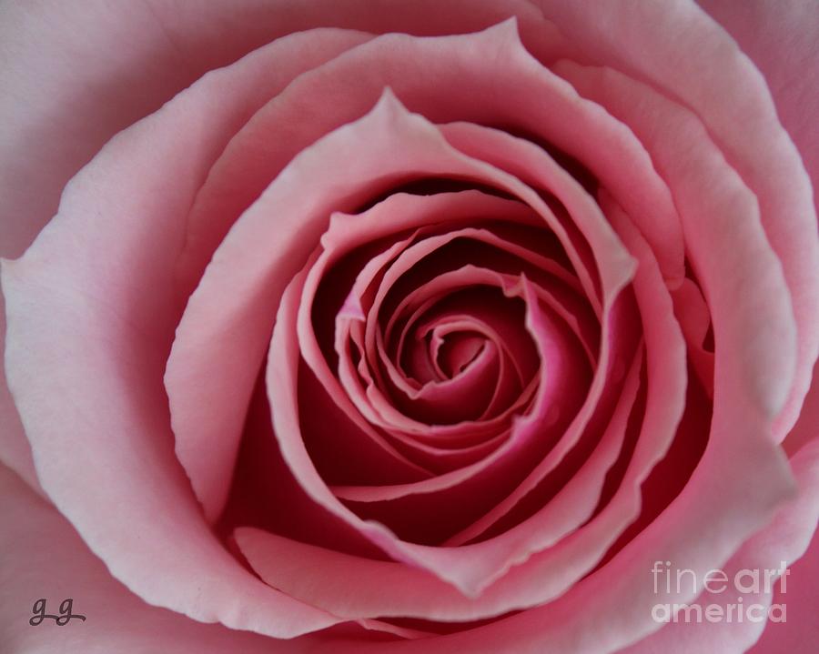 Nature Photograph - That Which We Call A Rose by Geri Glavis