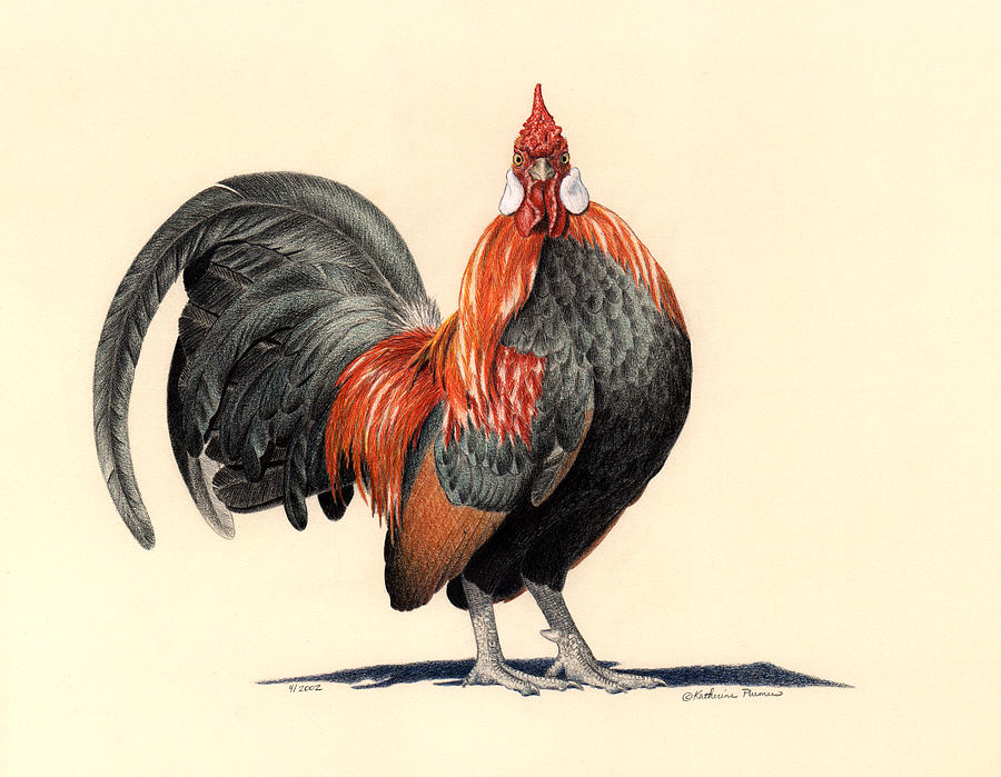 Rooster Drawing - Thatll Be The Day by Katherine Plumer