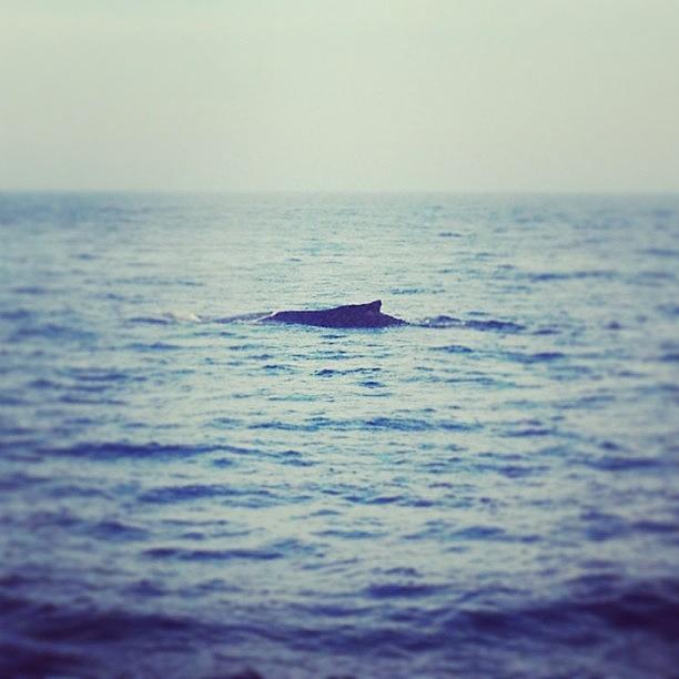 Nature Photograph - Thats A #whale! #whalewatch In by Megan Rudman
